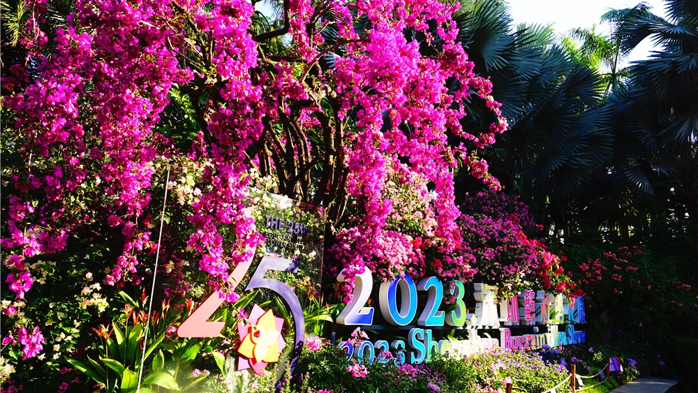 奇觀天下|2023年深圳簕杜鵑花展掠影 一起感受這場浪漫的鮮花之旅